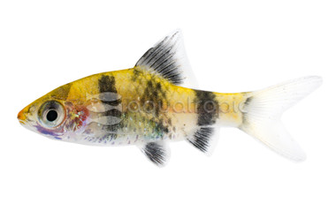 Black Ruby Barb :: 08018