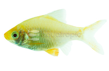 Tiger Green Platinum Barb :: 08042