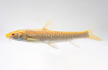 Chinese Gold Aral Barb :: 08043