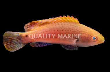 Blueside Fairy Wrasse 