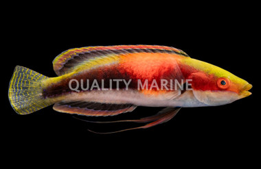 Katherine's Fairy Wrasse, Male