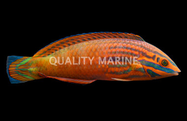 Red Lined Wrasse, Adult