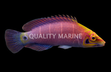 Mystery Wrasse