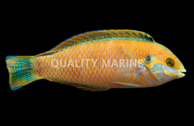 Blackear Wrasse