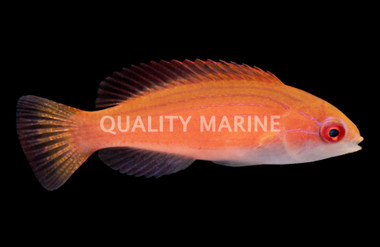 Johnsoni Fairy Wrasse