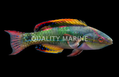 Exquisite Fairy Wrassse, Male