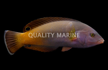 Geographic Wrasse