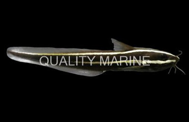 Striped Eel Catfish