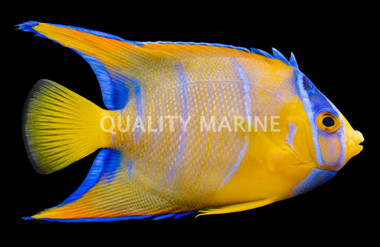 Queen Angelfish, Juvenile 