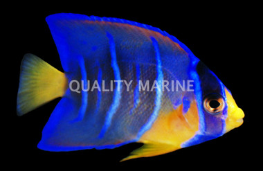 Queen Angelfish, Juvenile 