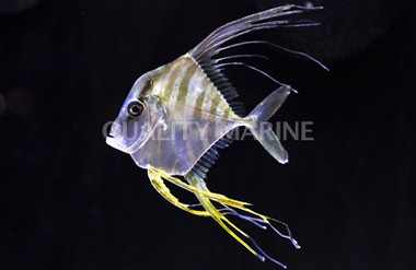 Indian Threadfin Jacks :: 22001