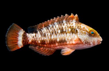 Stoplight Parrotfish