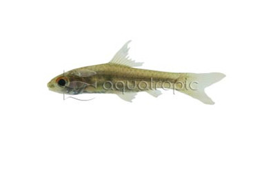 African Clipper Barb :: 08055