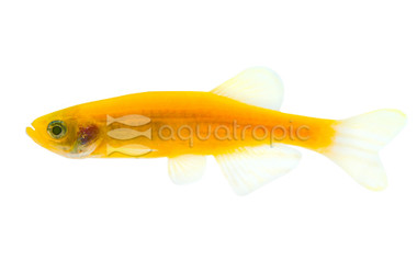 Glo Sunburst Orange Danio :: 10807
