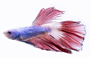 Halfmoon Doubletail Betta, Male :: 12792