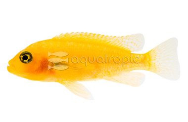 Red Zebra Malawi Cichlid :: 12925