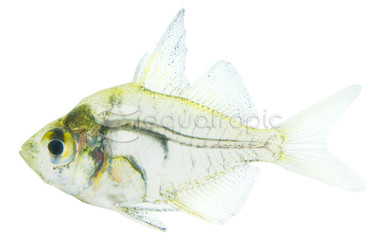 Indian Glassfish :: 16814