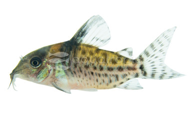 Peruvian Freckled Leucomelas :: 17067