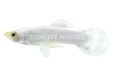 Snow White Guppy, Male :: 17917
