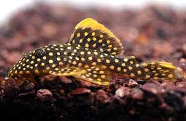 Gold Nugget Plecostomus L018 :: 25104