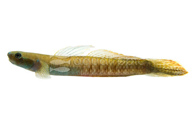Rainbow Stiphodon Goby :: 26485