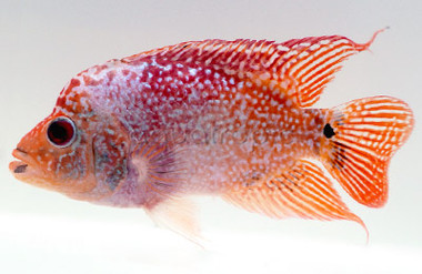 Flowerhorn Platinum Gold :: 39206