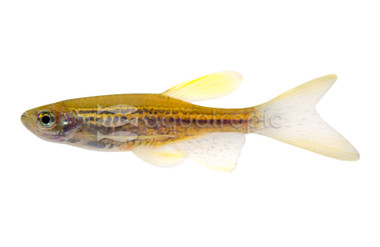 Leopard Longfin :: 39751