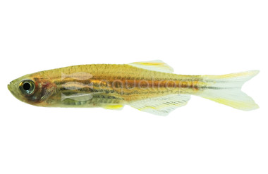 Kyathit Orange-finned Danio :: 44070