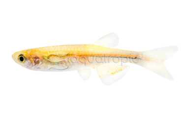 Pearl :: 44781