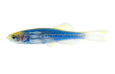 Glo Cosmic Blue Danio :: 44945