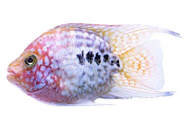 Flowerhorn Red Texas Balloon :: 46399
