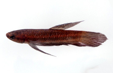 Coccina - Scarlet :: 49643