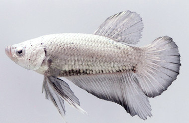 Male Roundtail Dragon Scale Mixed Color :: 50224