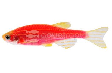 Glo Starfire Red Danio :: 50766