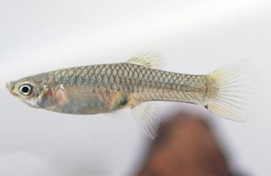 Endler's Rainbow Cumana Guppy, Female :: 51237