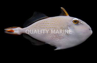 Sargassum Triggerfish