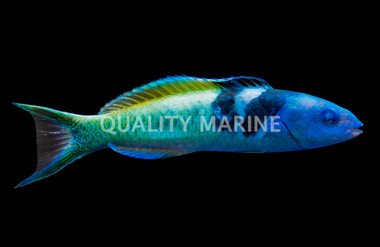 Bluehead Wrasse, Male