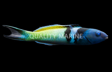 Bluehead Wrasse, Male