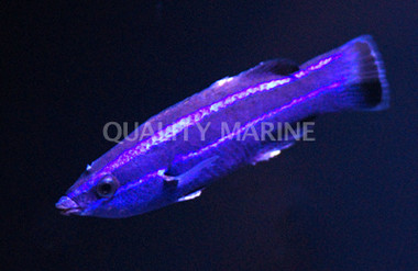 Four Line Wrasse :: 33521