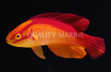 Flame Fairy Wrasse, Male :: 33537