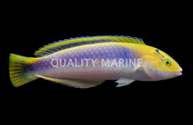 Yellowcheek Wrasse