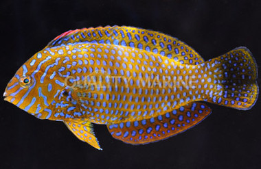 Geoffroyi Wrasse :: 33566
