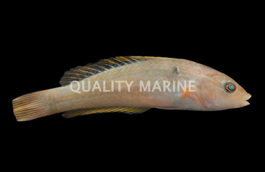 Chameleon Wrasse