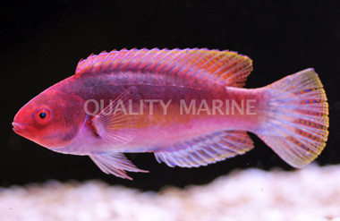 Yellow Band Fairy Wrasse :: 33592