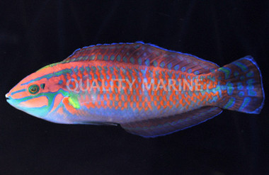 Ornate Wrasse :: 33596