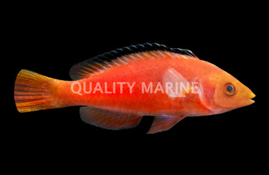 Marjorie's Fairy Wrasse