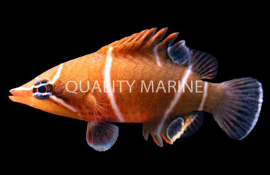 White Banded Possum Wrasse :: 33654