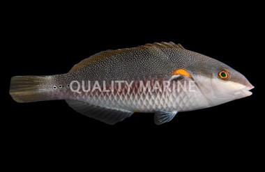 Red Shoulder Wrasse
