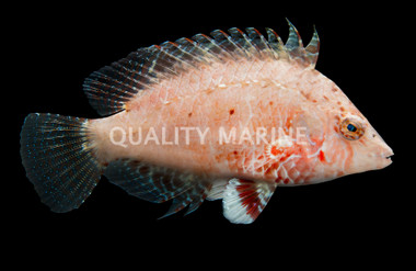 Cockerel Wrasse
