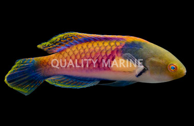 Blueside Fairy Wrasse, Male